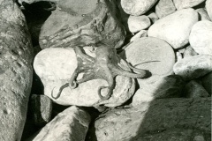 1969 Jugoslávie (2)