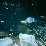 1985 Jeseníky (4)