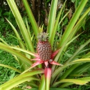 zDSCN2926 (8)