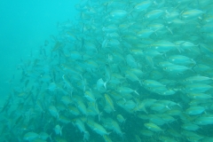 DSCN2947
