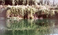 Brezina-1