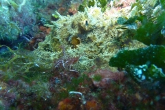 zChor439 (1)