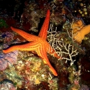 Seestern2