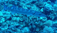 DSCN0497