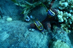 DSCN0286