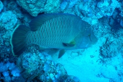 DSCN0334