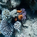 DSCN4429