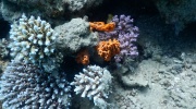 DSCN4429
