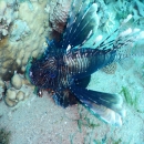 DSCN4471