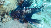 DSCN4471