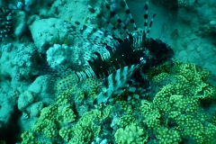 DSCN4414