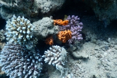 DSCN4429