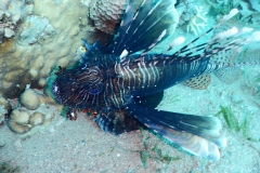 DSCN4471