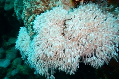 DSCN4493