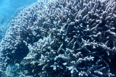 DSCN4536