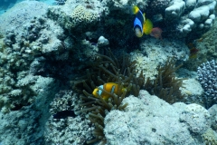 DSCN4541