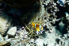 DSCN4671