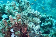 zDSCN4645 (4)