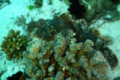 DSCN1166