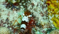 RSCN1110