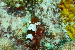 RSCN1110