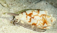 RSCN1423