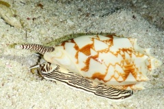 RSCN1423
