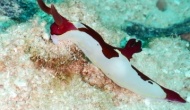 RSCN1425