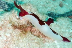 RSCN1425