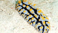 RSCN1485