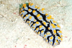 RSCN1485