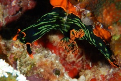 RSCN1516