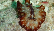 RSCN1544