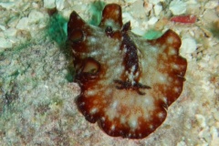RSCN1544