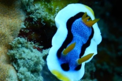 RSCN1651