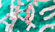 RSCN1687