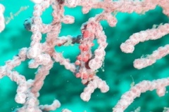 RSCN1687