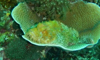 DSCN1518