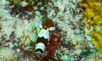 RSCN1110