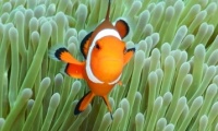 RSCN1111
