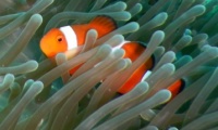 RSCN1112