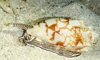 RSCN1423