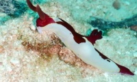 RSCN1425