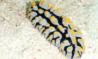RSCN1485