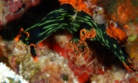 RSCN1516