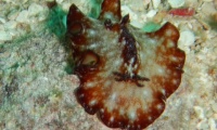 RSCN1544