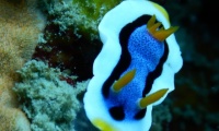 RSCN1651