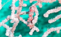 RSCN1687