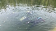 IMG-4506