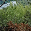 zMN (16)
